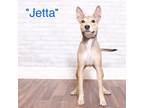 Adopt Jetta a Tan/Yellow/Fawn Terrier (Unknown Type, Small) / Mixed dog in