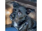 Adopt Sawyer a Black Border Terrier / Mixed dog in Pacifica, CA (39008235)