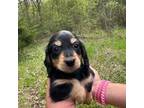 Dachshund Puppy for sale in Blaine, TN, USA