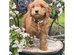 Mutt Puppy for sale in Bedminster, NJ, USA