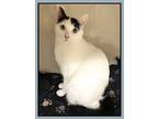 Adopt Lilabeth a White Domestic Shorthair / Domestic Shorthair / Mixed cat in