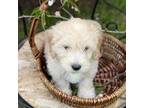 Mutt Puppy for sale in Bedminster, NJ, USA
