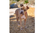 Adopt Eloise a Tan/Yellow/Fawn American Pit Bull Terrier / Mixed dog in Palm