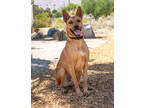 Adopt Orson a Black Shepherd (Unknown Type) / Mixed dog in Palm Springs