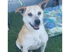 Adopt Beans a Tan/Yellow/Fawn Carolina Dog / Mixed dog in Creston, CA (39020750)