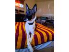 Adopt Turbo a Black - with White German Shepherd Dog dog in Sheridan