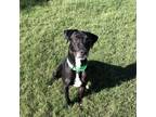 Adopt Misty a Black Labrador Retriever / Mixed Breed (Medium) / Mixed dog in