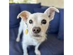 Adopt Casper Constellation a Jack Russell Terrier