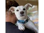 Adopt Casper Constellation a Jack Russell Terrier