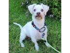 Adopt Rushing Rascal a Jack Russell Terrier