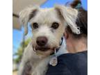 Adopt Rushing Rascal a Jack Russell Terrier