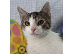 Adopt Knox a White (Mostly) Domestic Shorthair (short coat) cat in Greensboro