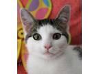 Adopt Paris a White (Mostly) Domestic Shorthair (short coat) cat in Greensboro