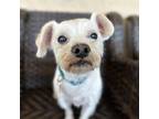 Adopt Scrappy Stetson a Jack Russell Terrier