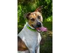 Adopt Zucki a Pit Bull Terrier, Hound