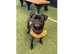 Adopt Leghorn a Pug