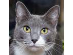 Adopt Dream a Gray or Blue Domestic Shorthair / Mixed cat in Evansville