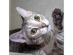 Adopt Raggedy Ann a Gray or Blue Domestic Shorthair / Mixed cat in Evansville