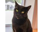 Adopt Martin a All Black Domestic Shorthair / Mixed cat in Newark, DE (38328065)