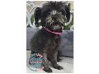 Adopt Misty a Black Terrier (Unknown Type, Small) / Mixed dog in Inglewood
