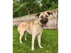 Adopt Lady Catherine a Brown/Chocolate Shepherd (Unknown Type) / Mixed Breed