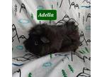 Adopt Adella a Black Guinea Pig / Guinea Pig / Mixed small animal in Chicago