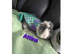 Adopt Attina a Silver or Gray Guinea Pig / Guinea Pig / Mixed small animal in