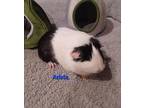 Adopt Arista a White Guinea Pig / Guinea Pig / Mixed small animal in Chicago