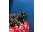 Adopt Misty a Domestic Shorthair / Mixed (short coat) cat in Grand Forks