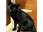 Adopt Mama Midnight a All Black Domestic Shorthair (short coat) cat in New York
