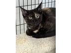 Adopt Valerie a All Black Domestic Shorthair / Domestic Shorthair / Mixed cat in