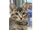 Adopt Vanna a Gray or Blue Domestic Shorthair / Domestic Shorthair / Mixed cat