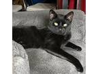 Adopt Henry a All Black Domestic Shorthair / Mixed cat in Rochester