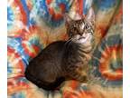 Adopt GILBERT a Brown Tabby Domestic Shorthair (short coat) cat in Highland