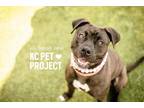 Adopt Sariah Jane a Black American Pit Bull Terrier / Mixed dog in Kansas City