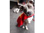 Adopt Cosmo a Gray/Blue/Silver/Salt & Pepper Bull Terrier / Boxer / Mixed dog in