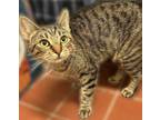 Adopt Eloise a Brown Tabby Domestic Shorthair (short coat) cat in Greenburgh