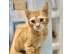 Adopt Frenchy a Orange or Red Domestic Shorthair / Mixed cat in Great Falls