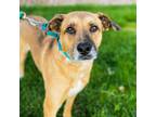 Adopt Austin a Tan/Yellow/Fawn Mixed Breed (Large) / Mixed dog in Great Falls