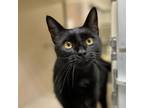 Adopt Chad a All Black Domestic Shorthair / Mixed cat in Great Falls