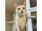 Adopt Bonnie a Orange or Red Domestic Shorthair / Mixed cat in Great Falls