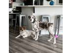 Adopt Ranger a Gray/Silver/Salt & Pepper - with White Aussiedoodle / Border