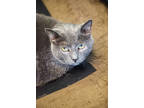Adopt Donald a Gray or Blue Domestic Shorthair / Domestic Shorthair / Mixed cat