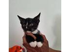 Adopt Platy a All Black Domestic Shorthair / Mixed cat in Plainfield