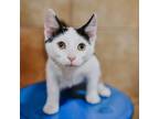 Adopt Discus a White Domestic Shorthair / Mixed cat in Plainfield, IL (39017416)
