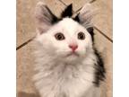 Adopt Arowana a White Domestic Mediumhair / Mixed cat in Plainfield
