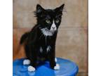 Adopt Tetra a All Black Domestic Shorthair / Mixed cat in Plainfield
