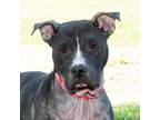 Adopt Nani a American Pit Bull Terrier / Mixed dog in Troy, OH (38974268)