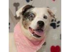 Adopt Keeli a Mixed Breed (Medium) / Australian Shepherd / Mixed dog in Troy