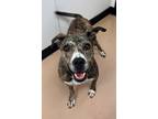Adopt Amber a Brindle American Pit Bull Terrier / Mixed dog in Phoenix